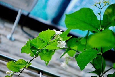 Jasminum sambac - jasmín sambakový - listy a květ